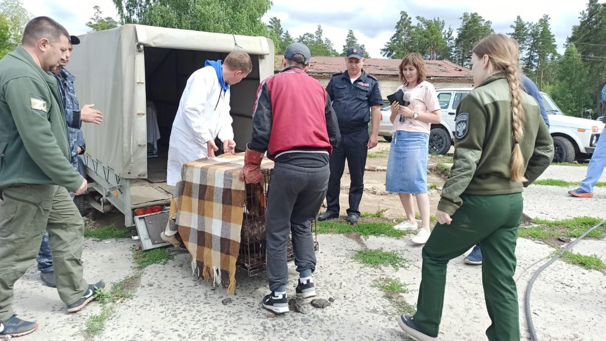 Стаю канадских волков и питона изъяли у жителя новосибирского поселка