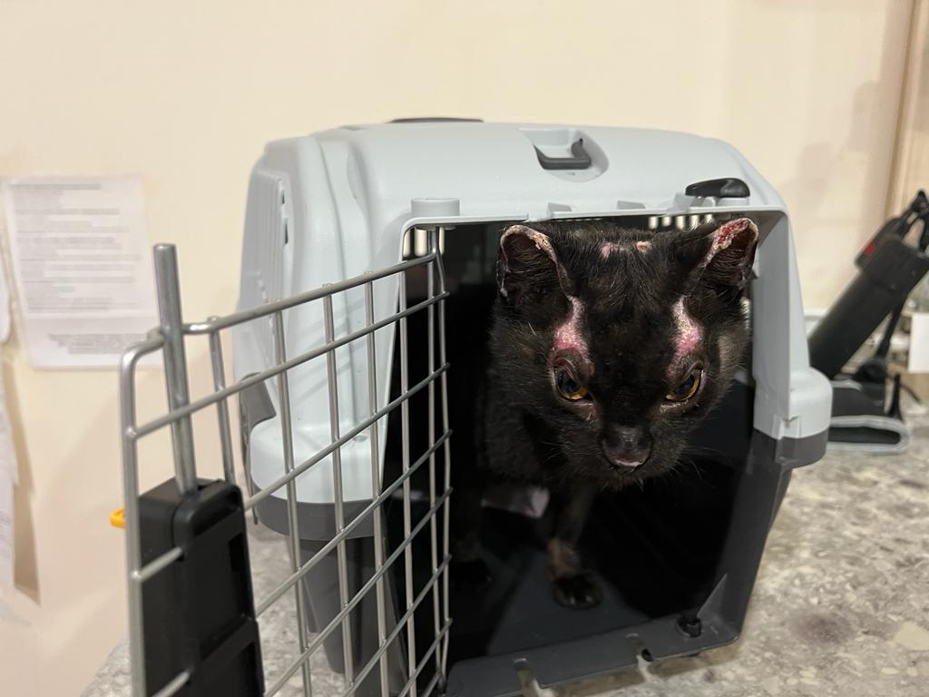 Обгоревшую кошку, которую в костер кидали подростки, спасают под Новосибирском волонтеры