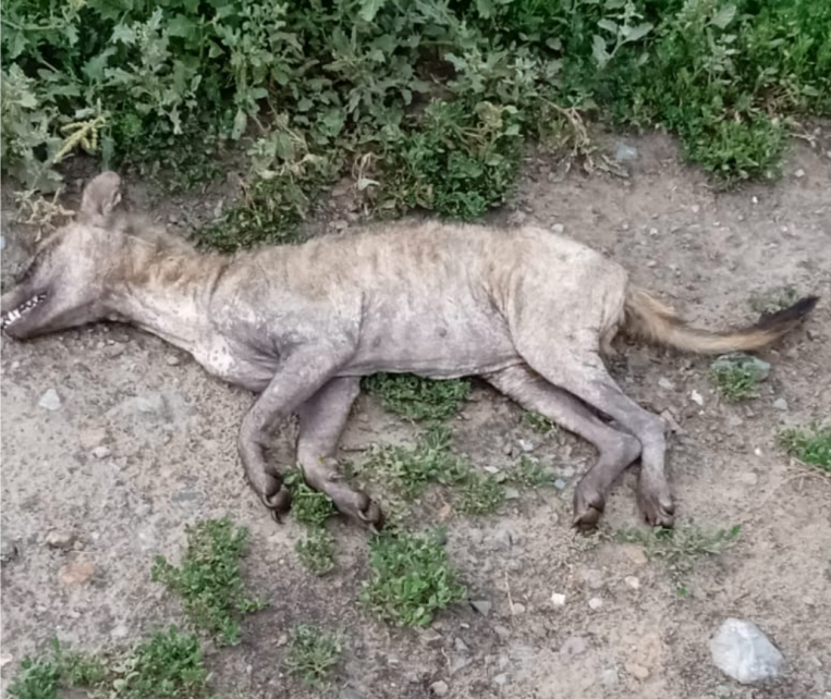 Неведомый зверь напал на курятник в Новосибирской области