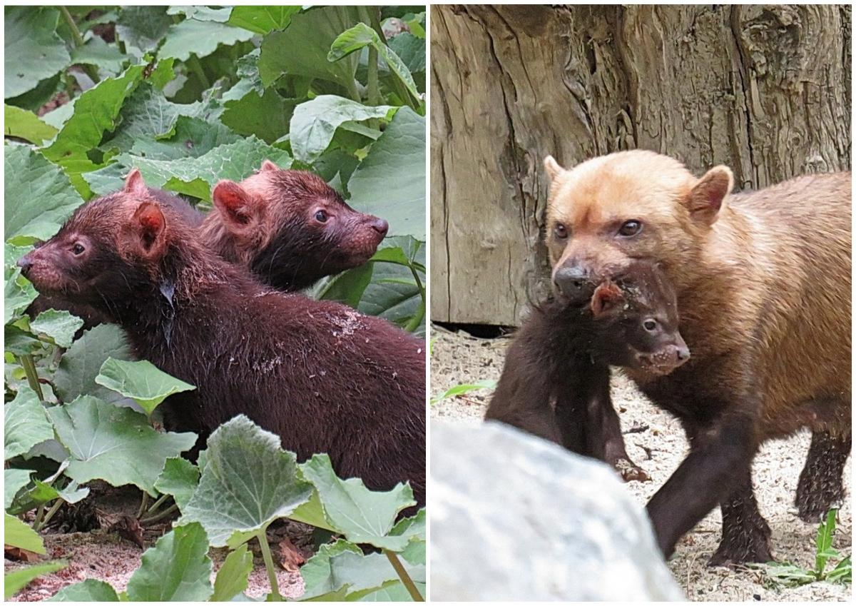 Краснокнижные кустарниковые собаки вывели щенков в Новосибирском зоопарке