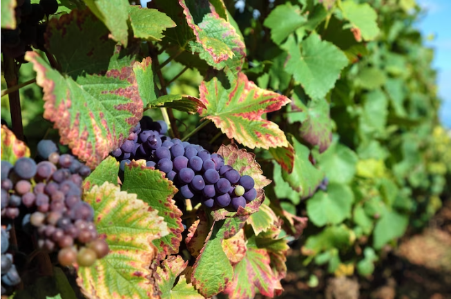 Что нужно сделать с виноградом в августе