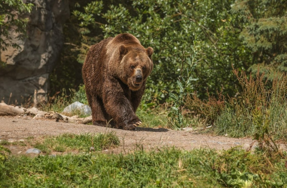 Медведь задрал лошадей и жеребенка в Новосибирской области (ФОТО)