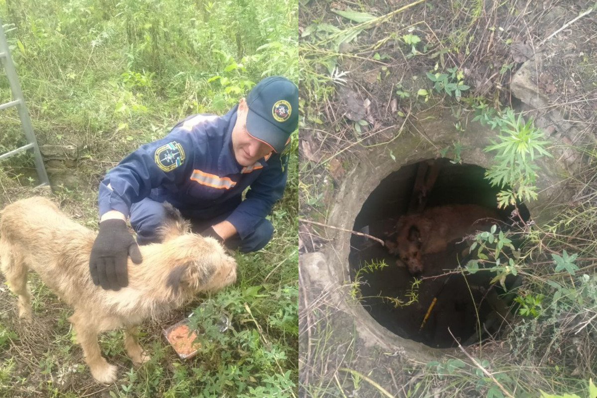 В Новосибирске собака, пытаясь выжить, подала сигнал бедствия спасателям