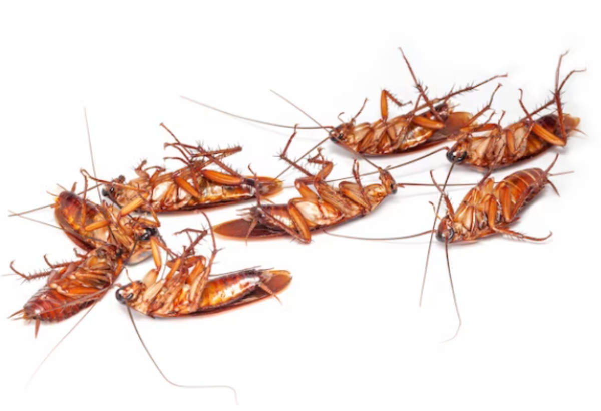 Тараканы заводятся не просто так: вот, о какой надвигающейся беде они предупреждают