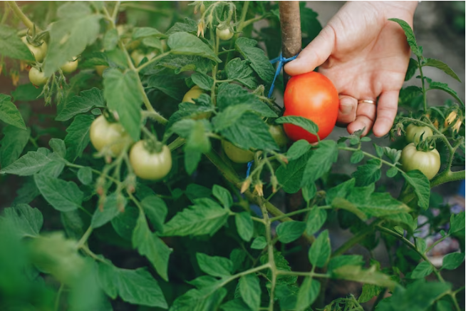 Не выбрасывайте томатную ботву: 2 неожиданных способа ее применения на участке