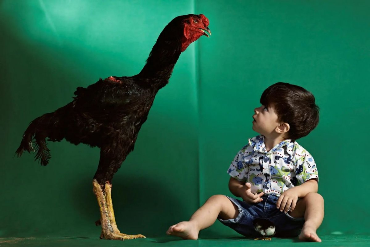 Старейшая в мире курица и самый высокий петух живут на американском континенте