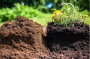 Как повысить плодородность почвы в несколько раз совершенно бесплатно: совет от соседа по даче