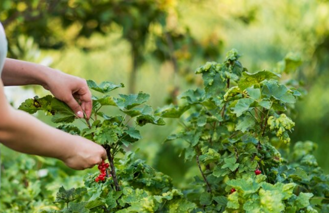 Необычный, но эффективный рецепт осеннего удобрения, который защитит ягодные кусты от болезней и вредителей