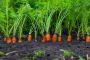 Лучший способ посеять морковь под зиму: сделайте это в сентябре