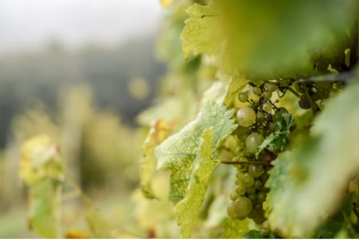 5 лучших способов укрытия винограда на зиму: холода будут не страшны