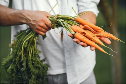 Без прополки и прореживания с 100-процентной всхожестью: хитрости осенней посадки моркови