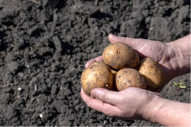 Озимый картофель: как правильно посадить, чтобы увеличить урожайность в 1,5 раза