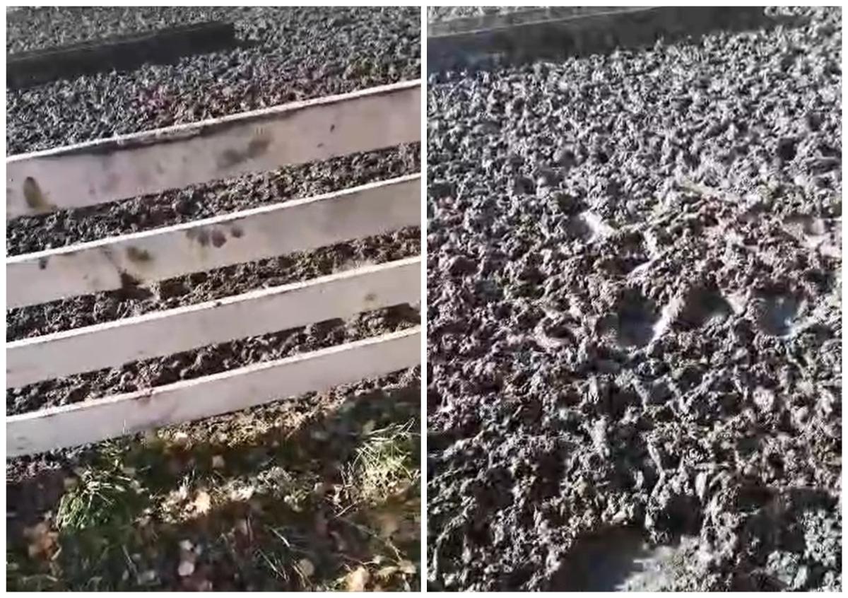 Медведь задрал овец в Чулымском районе – фермеры нашли огромные следы