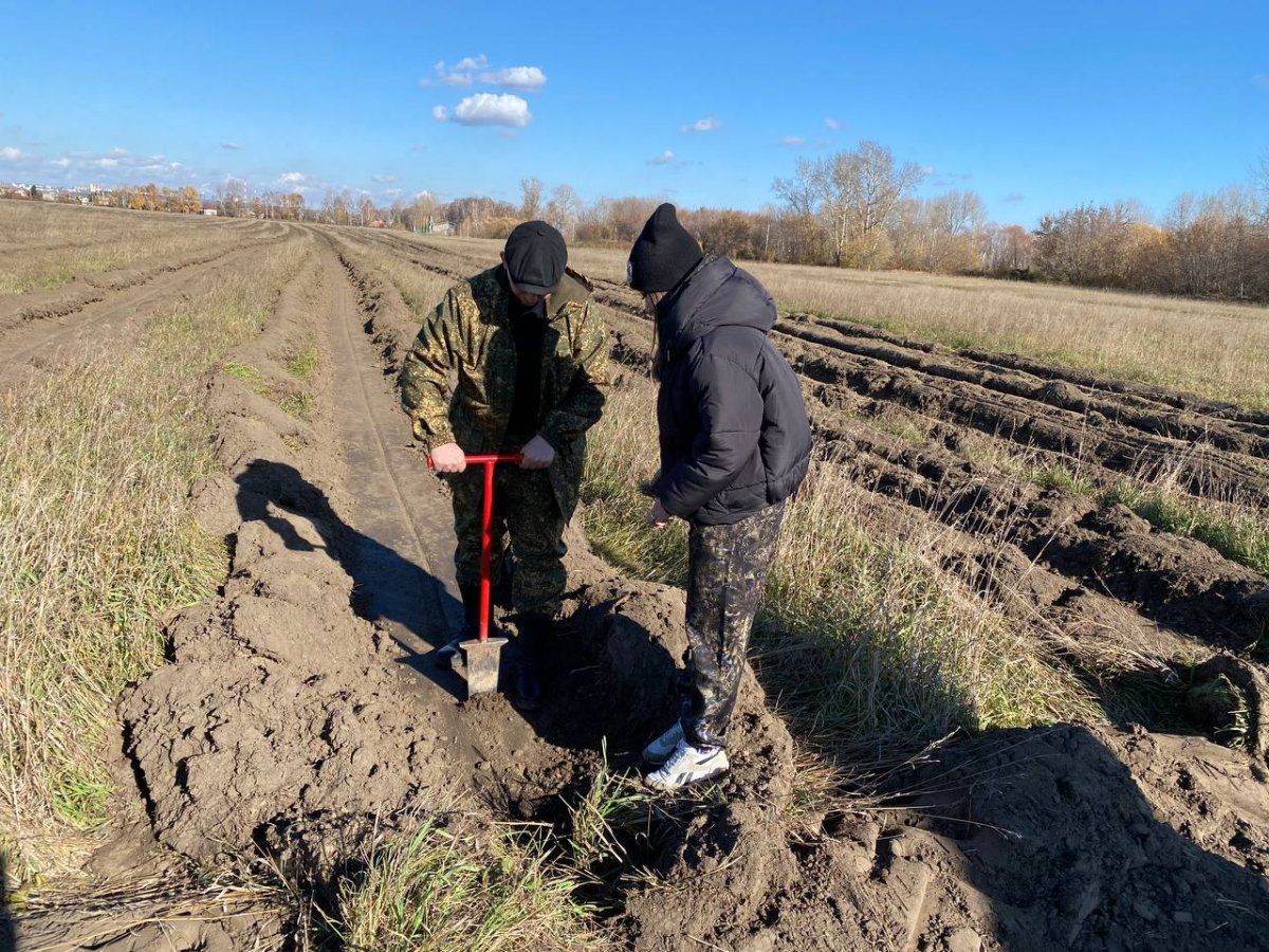 На берегу Оби под Новосибирском по нацпроекту высадили хвойный лес