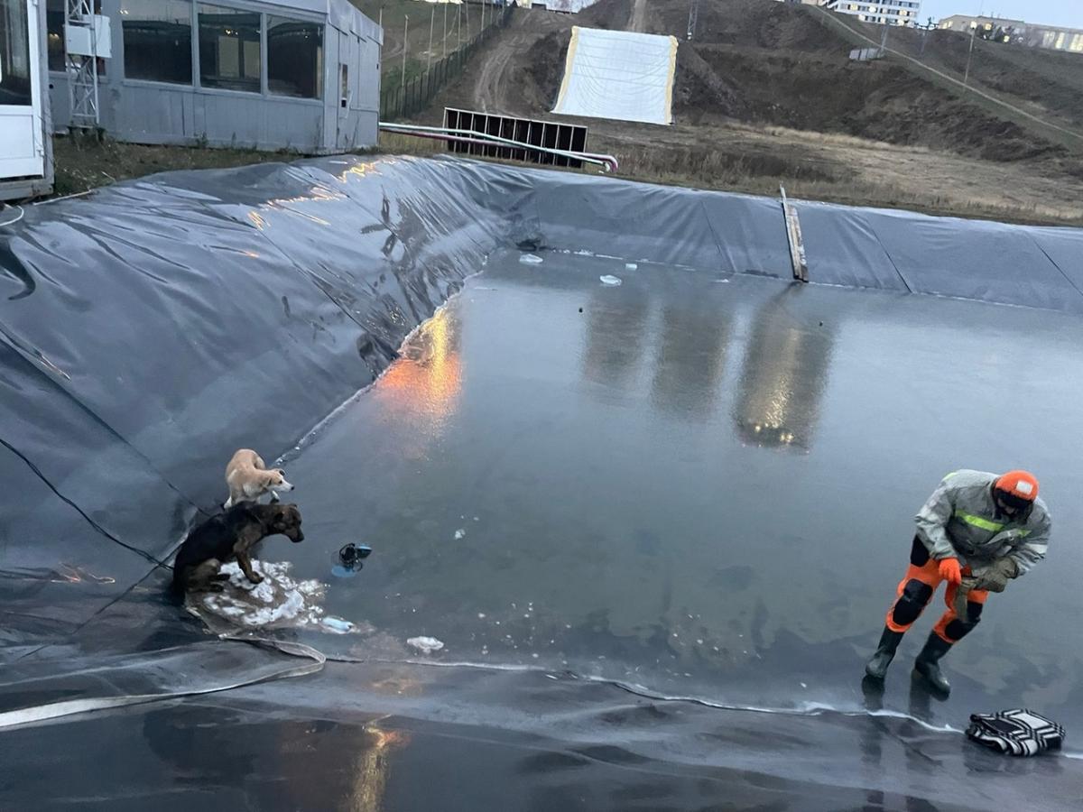 В Новосибирске спасатели вытащили собак из обваловки с ледяной водой