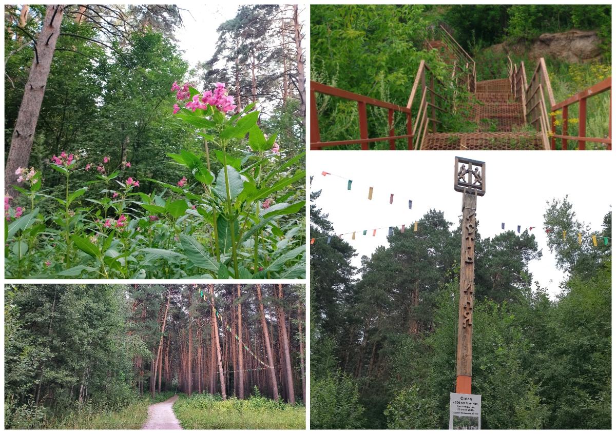 Инюшенскому бору решили подарить второе дыхание (ФОТО)