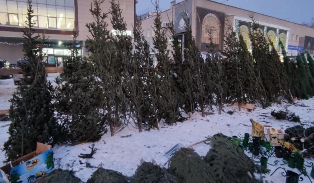 В Новосибирскую область привезли первые новогодние ели