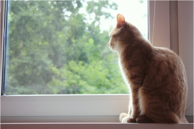 Не только наблюдают за птицами: 3 причины, почему кошки любят смотреть в окно