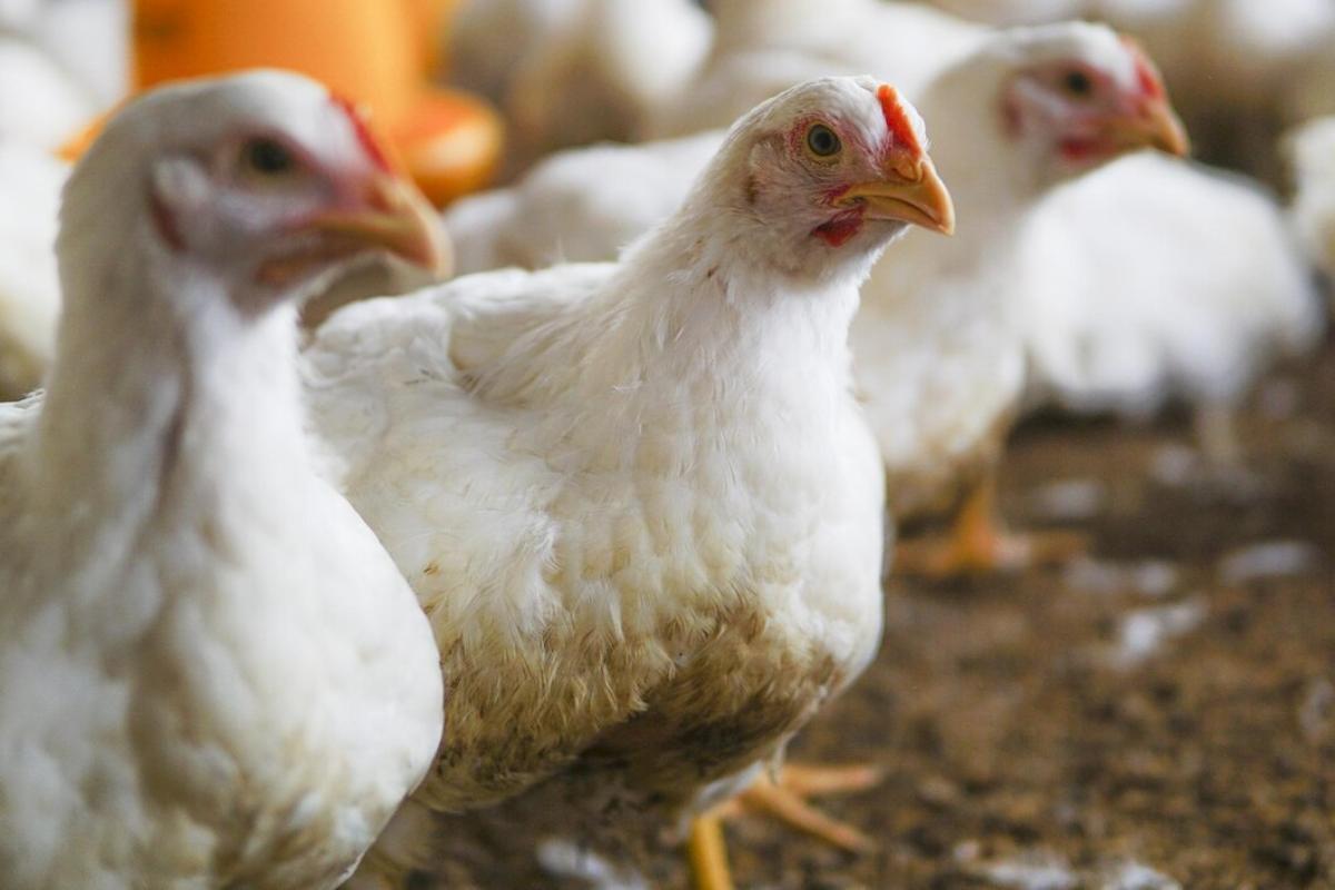 В Новосибирской области две птицефабрики отказались от производства яиц
