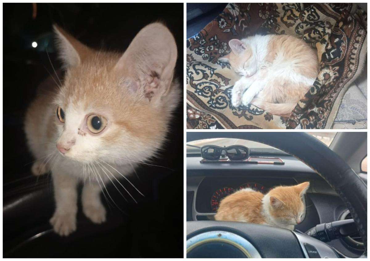 «От таких историй сердце щемит»: сибиряк спас котенка на междугородней трассе
