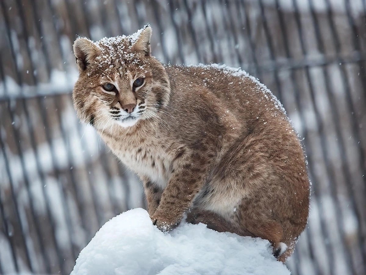 ﻿Новосибирский зоопарк завершил перевод животных в теплые вольеры