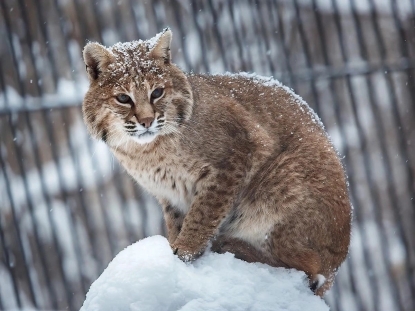 ﻿Новосибирский зоопарк завершил перевод животных в теплые вольеры