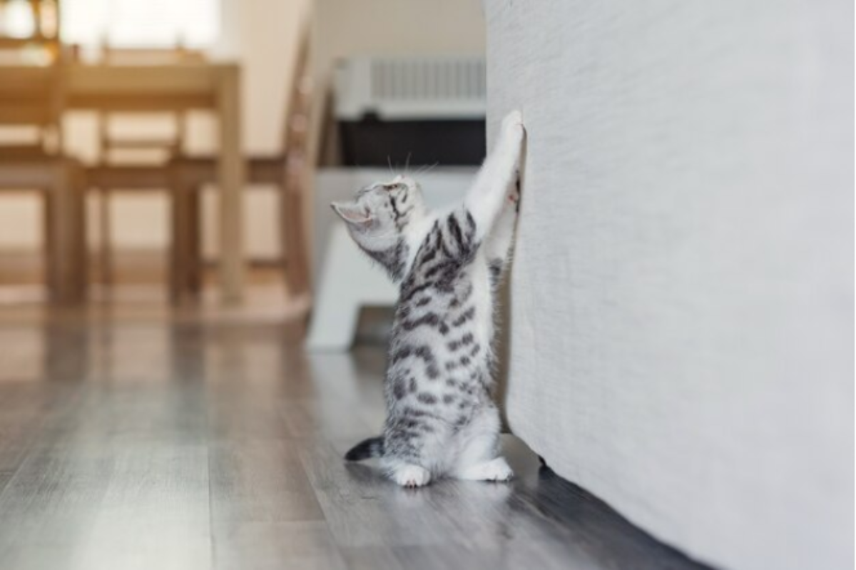 Странно и забавно: почему кошки бегают после того, как сходили в лоток по-большому?