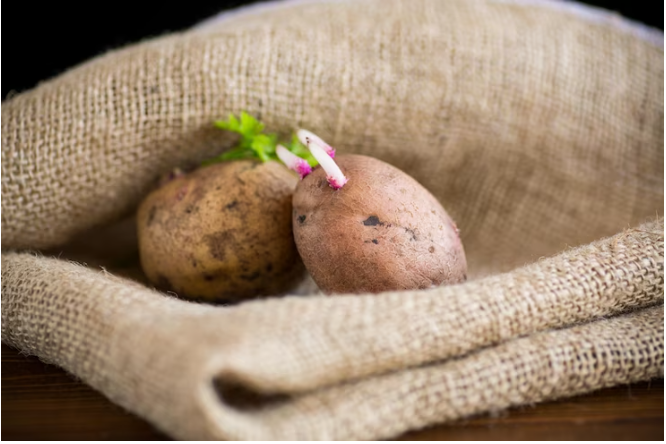 Если проросла картошка – не спешите ее выбрасывать. Оказывается, ростки обладают целебными свойствами