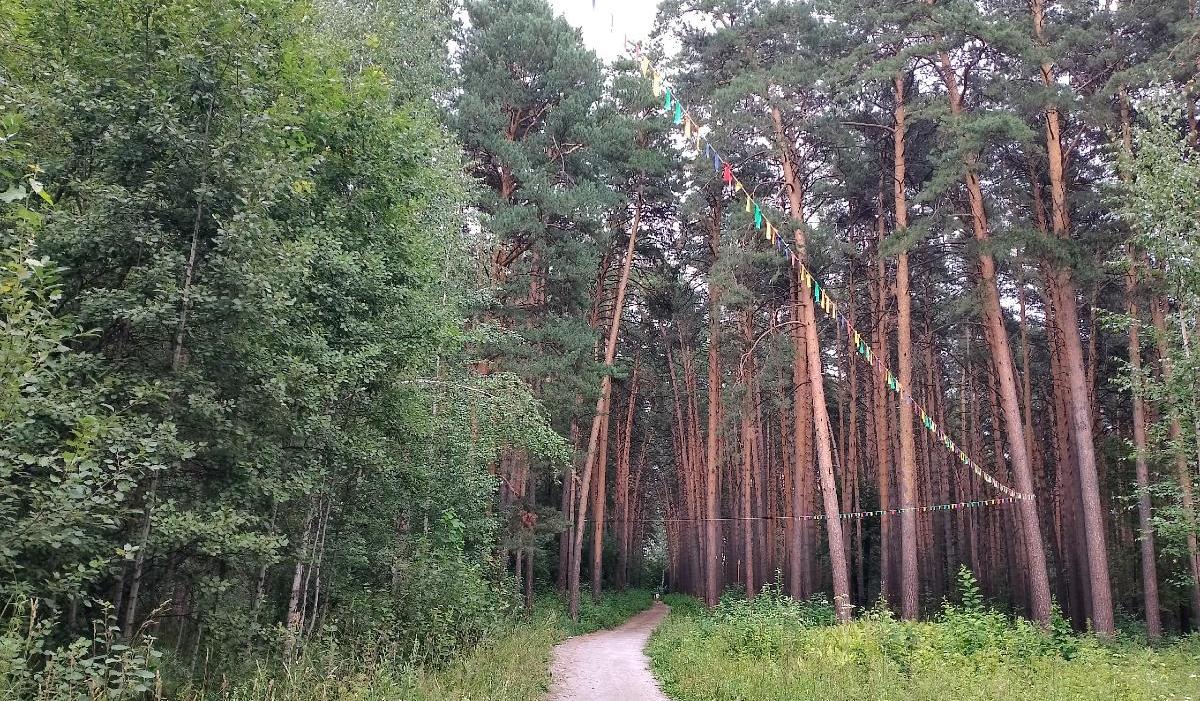 Плату за снос деревьев увеличили в разы в Новосибирске