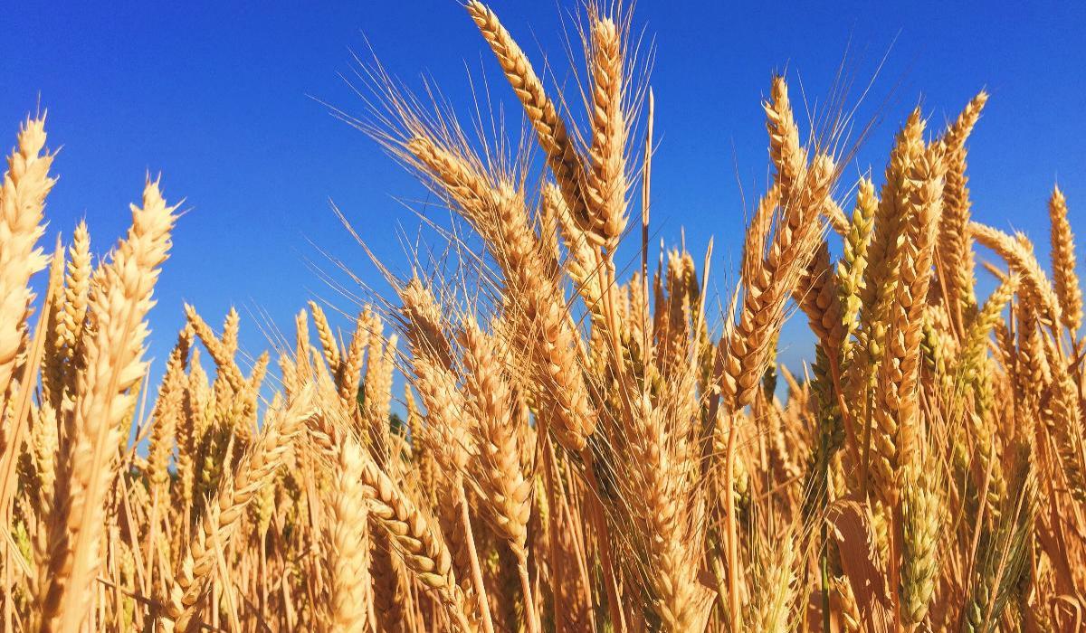 Ученые нашли бактерию, повышающую урожайность пшеницы