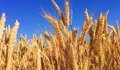Ученые нашли бактерию, повышающую урожайность пшеницы