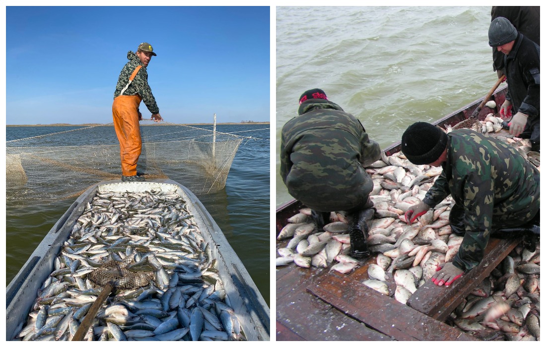 Сибирь может накормить страну своей рыбой: как ввести в оборот огромные биоресурсы
