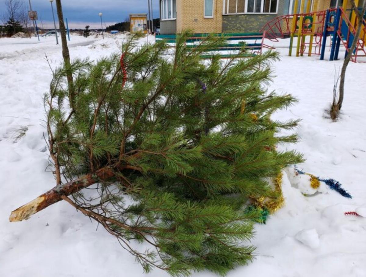 Пора вынести елку: в Новосибирске открыли пункты приема новогодних деревьев