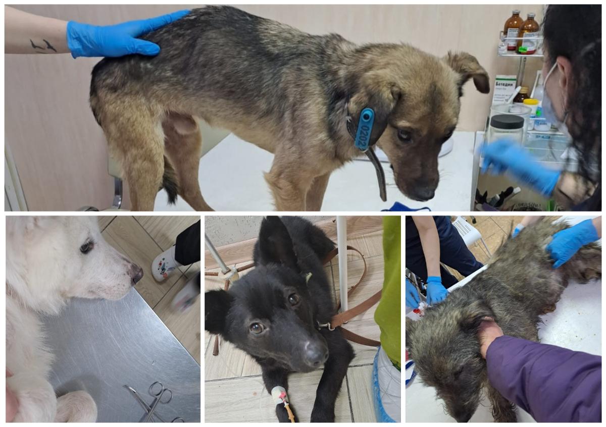 «Готовятся к усыплению, прощаются»: сибирячка забрала четырех собак из Бурятии – тысячам грозит эвтаназия
