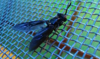 Мука из мух: рассказываем о возможности появления нового товара на прилавках