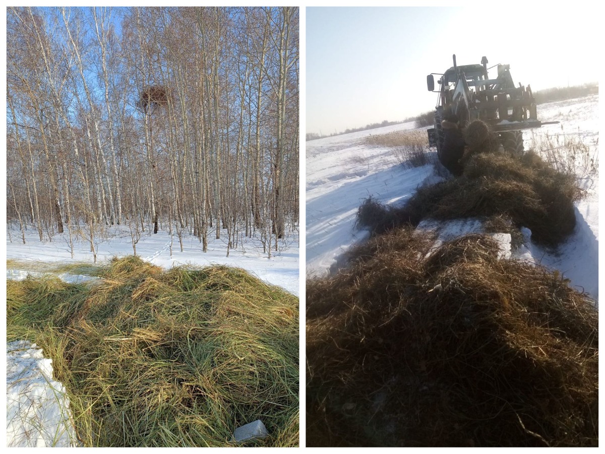 В Новосибирской области выложили дорогу из сена для предотвращения нашествия косуль