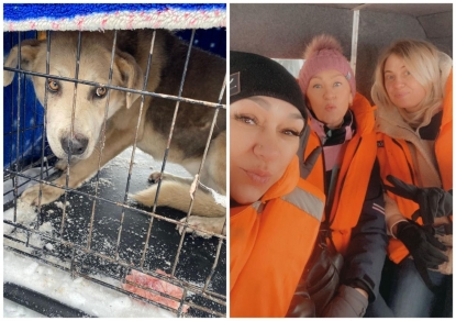 Робинзонада трех собак на острове Кораблик закончилась с приходом волонтеров