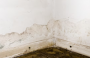 Не спасет даже ремонт: 6 ошибок, из-за которых в ванной комнате постоянно появляется плесень