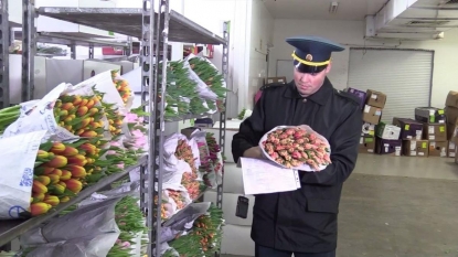 В Сибирь завезли более 240 тонн цветов к 8 марта
