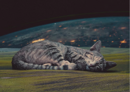 Снится кошка – у вас появился скрытый враг: какие сны несут сакральный смысл