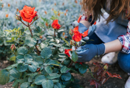 Как оживить замерзшую и чахлую розу: кусты восстановятся очень быстро и порадуют пышным цветением