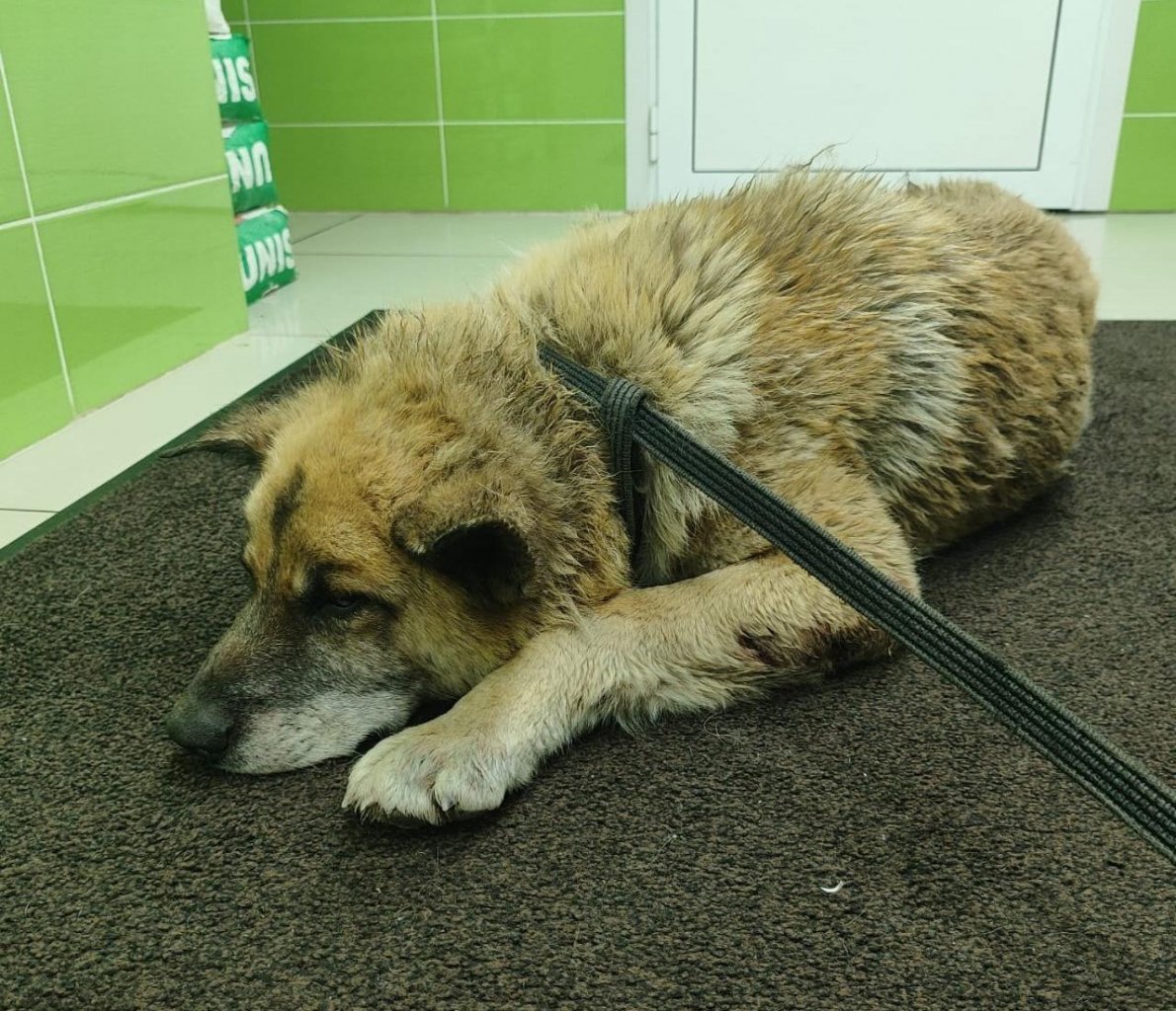 «С трудом передвигалась» под Новосибирском нашли собаку с пулевыми ранениями