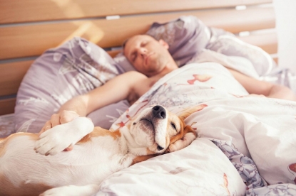 Медики запрещают спать с домашними собаками: от этого можно умереть