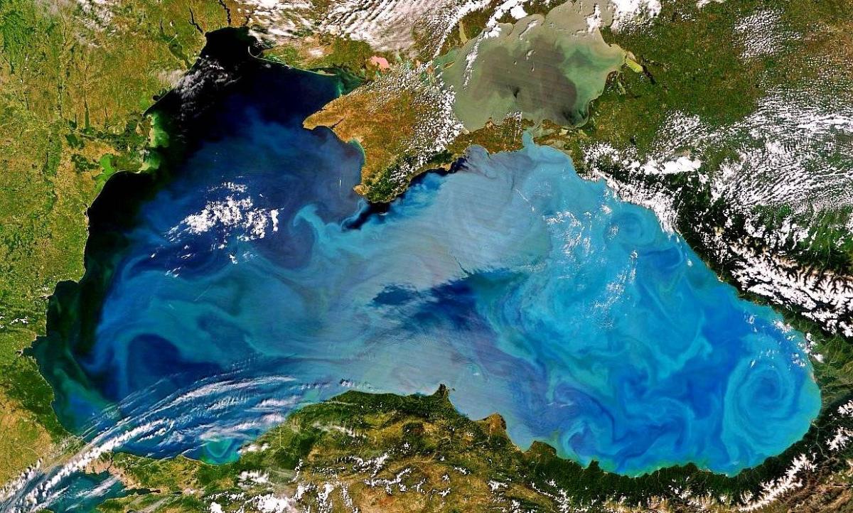 Новосибирские ученые открыли в Черном море новый организм