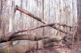 «Месяц не разговаривал»: сибиряк случайно убил семиклассника при рубке дров