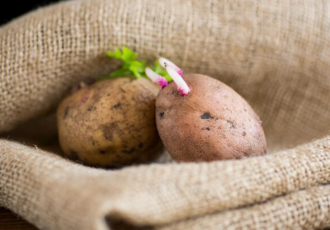 Картофельные ростки – волшебное средство для рассады. Как правильно приготовить и использовать