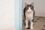 Кошка мяукает возле закрытых дверей: в чем может быть причина такого странного поведения