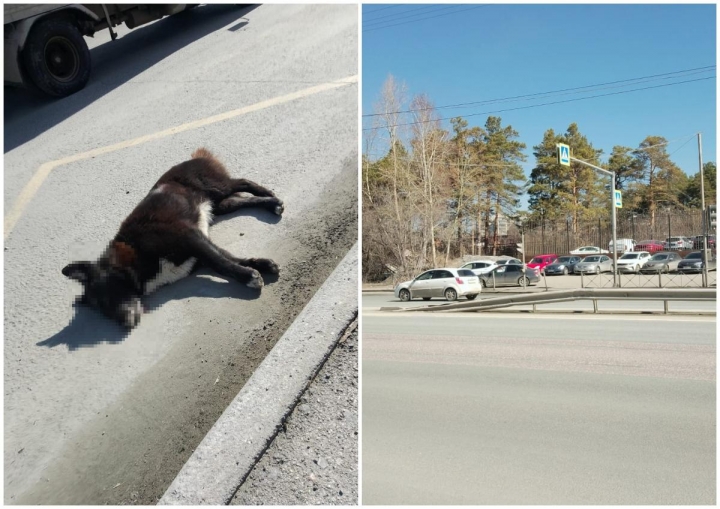 Водитель насмерть сбил старенькую собаку, переходившую улицу на зеленый