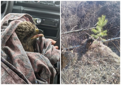 «Съехала с обрыва за птицей»: сибирячка с риском для жизни спасла коршуна со сломанным крылом