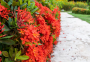 Насыщенно-красный цветник, чтобы завидовали и восхищались все соседи: схемы, растения, уход
